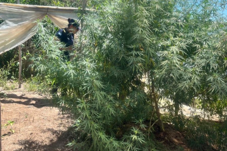 Policías Incautan más plantas de marihuana en el interior de Corrientes